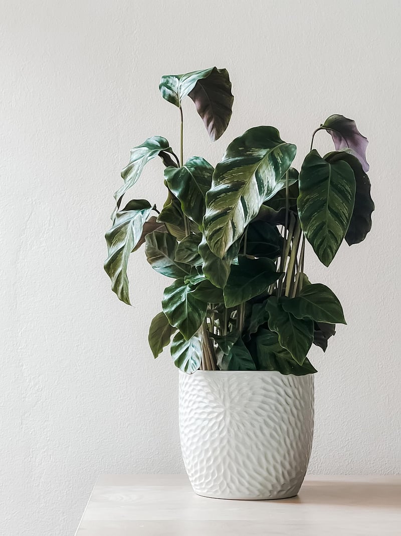 Botanical Wonderland